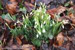 Snow Drops