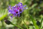 Soft Thistle