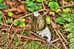 Stinkhorn