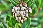 Strawberry Tree Flower