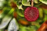 Strawberry Tree Fruit