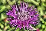 Thistle 2