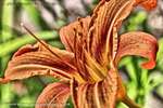 Tiger Lily