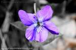 Wild Violet