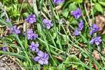 Wild Violets