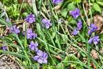 Wild Violets