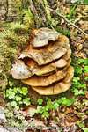 Wood Shroom