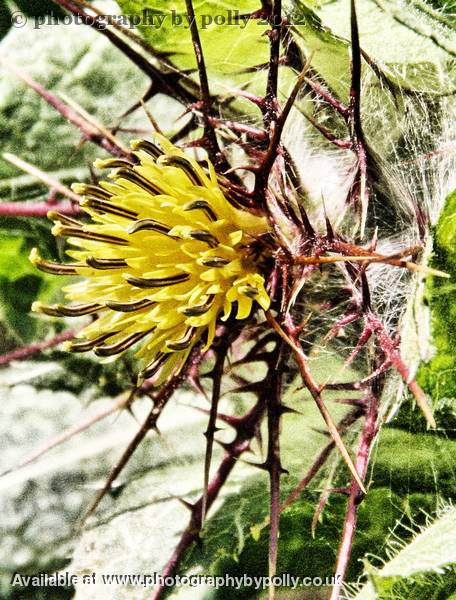 Thorny Web