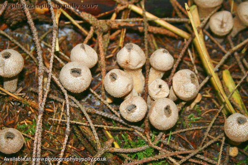 Tiny Puffs