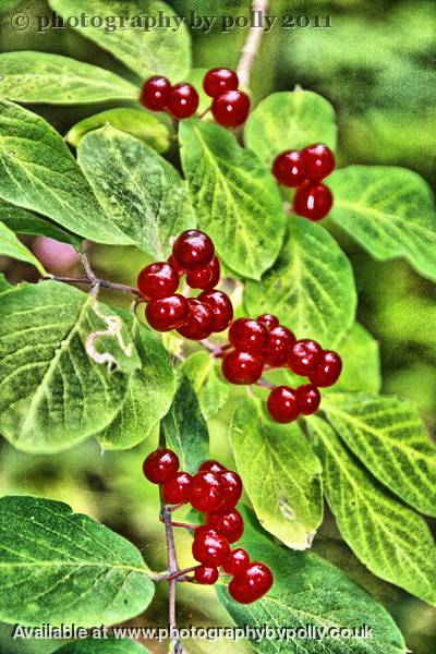 Very Berry 2