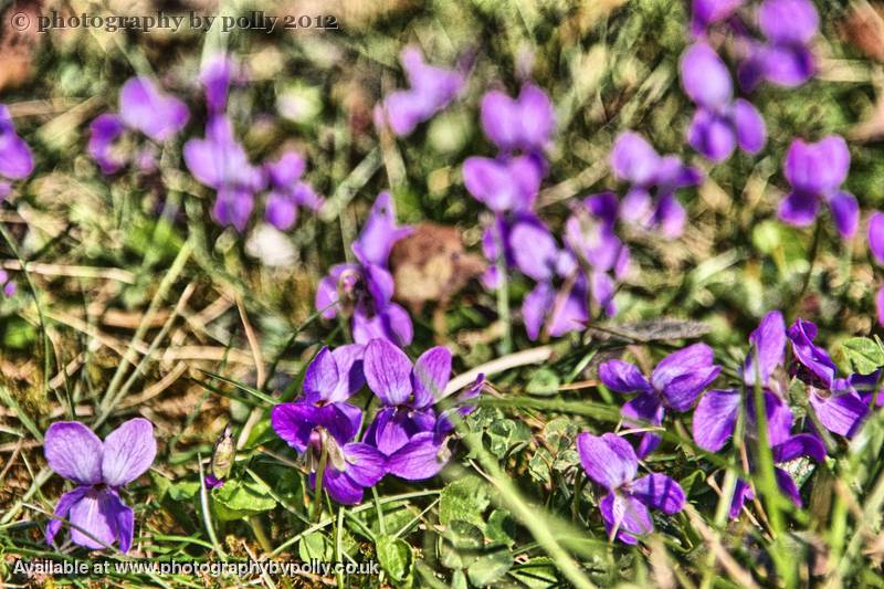 Violet Field