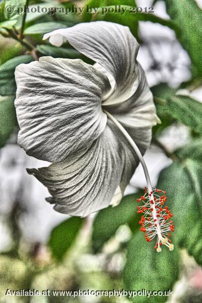 White Drop