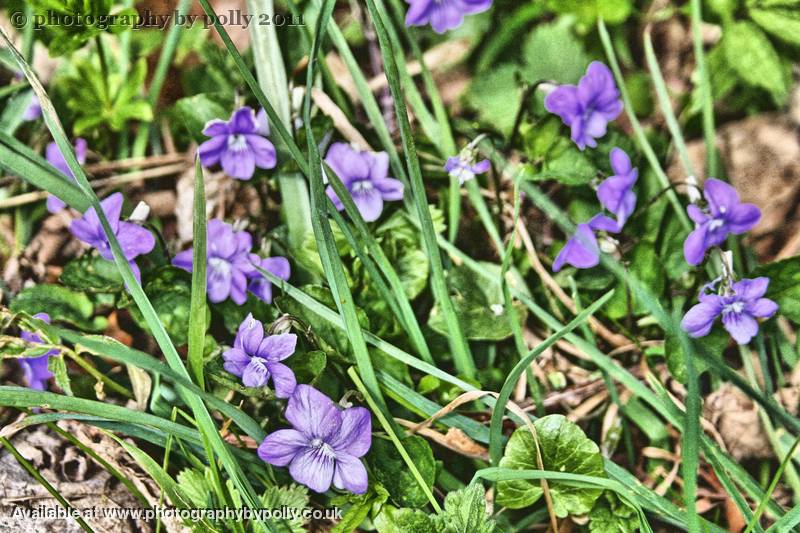 Wild Violets