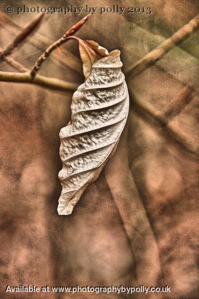 Wilted 2