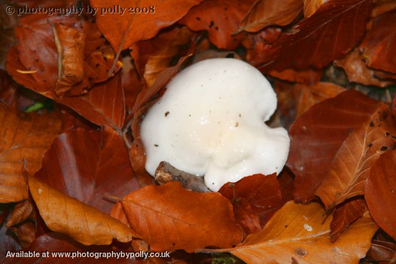 Wood Egg