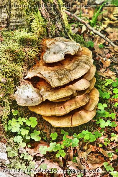 Wood Shroom