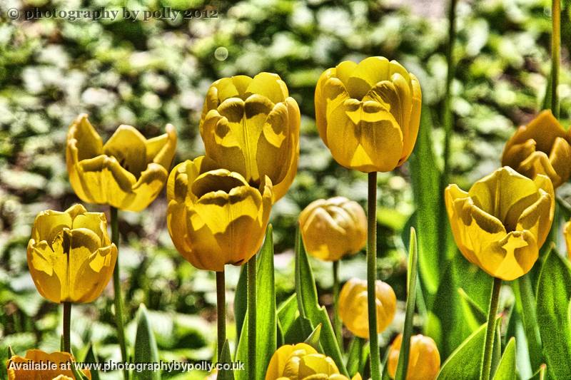 Yellow Cups