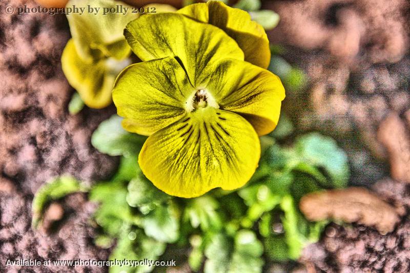 Yellow Pansy