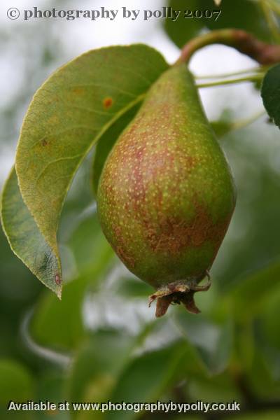 Pear