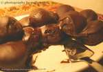 Chocolate Heaven