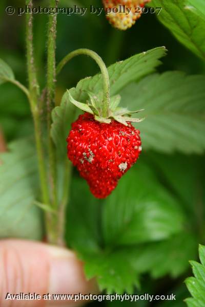 Wild Strawberry