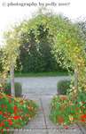 Nasturtium Crowning