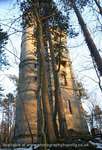 Tower Tree Tops