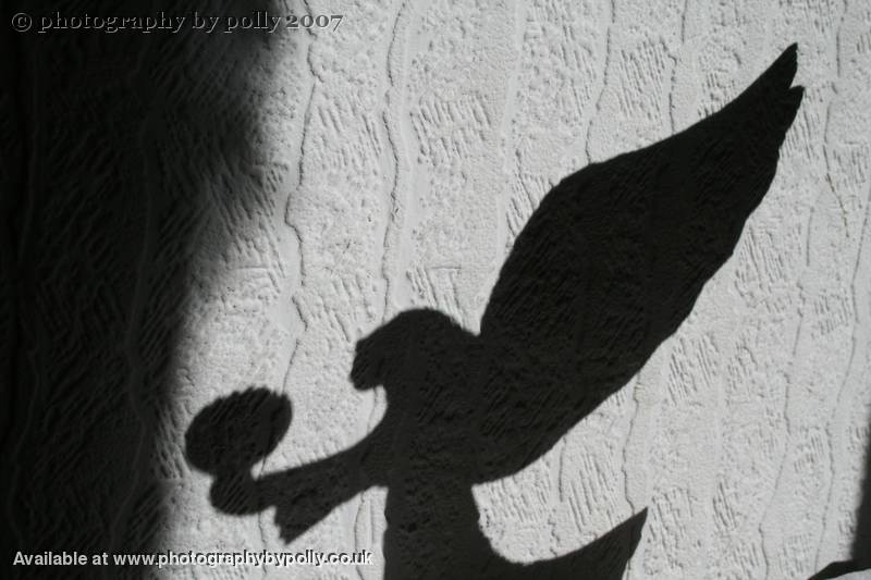 Angel Shadow