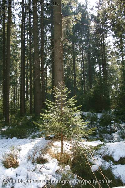 Baby Fir