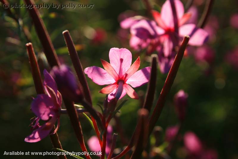 Backlit Beauty