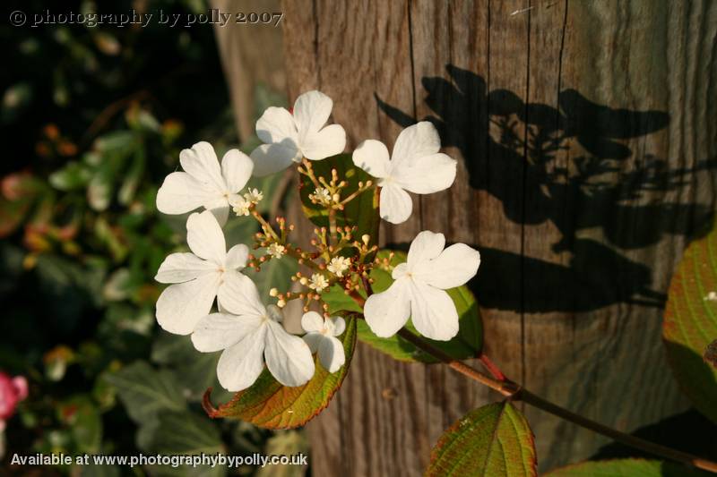 Blossom Back