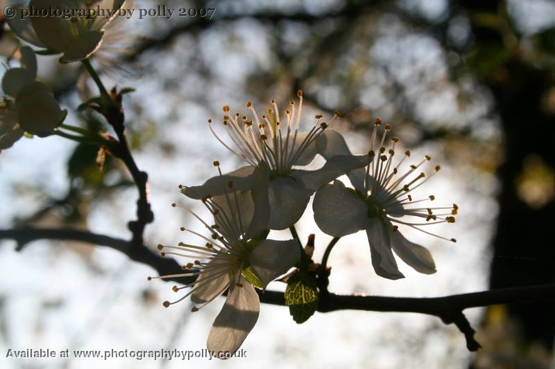 Blossom Shadows