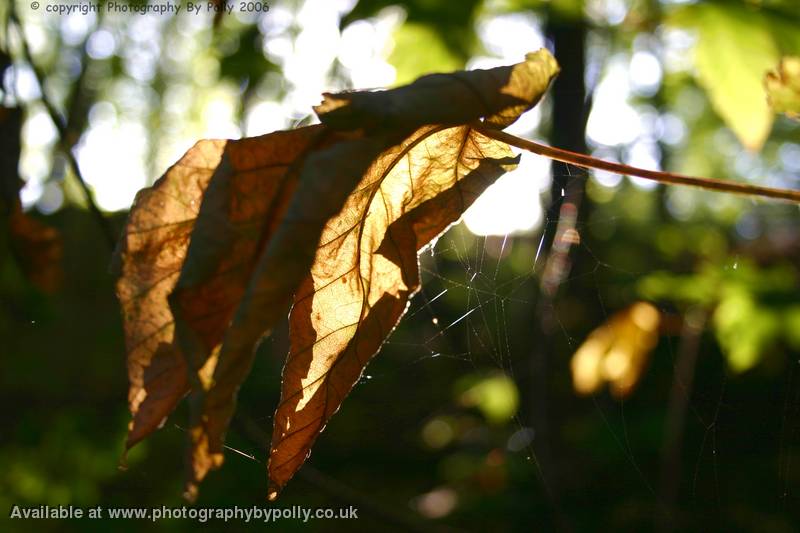 Dainty Entwine