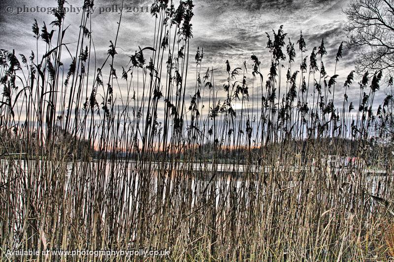 Evening Reeds