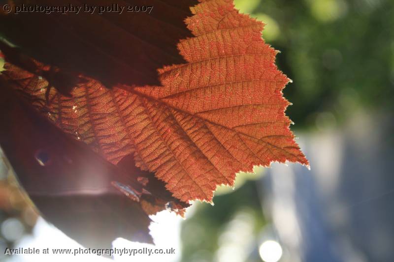 Fairy Light Leaf