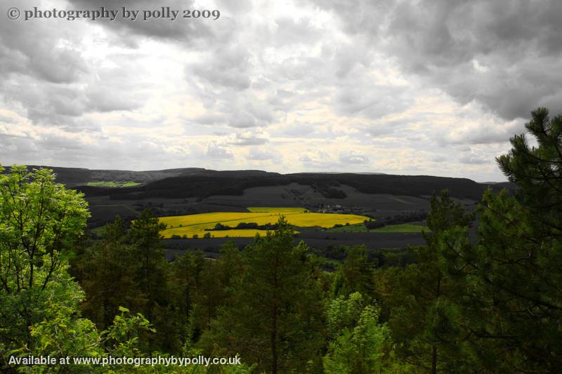 Fields Of Gold