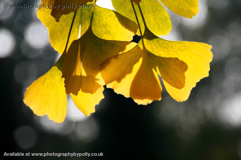 Leaf Lit