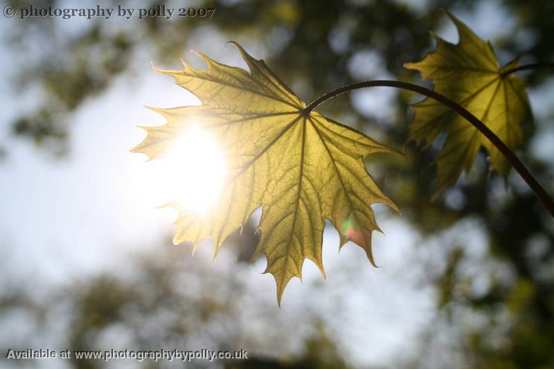 Maple Fairy