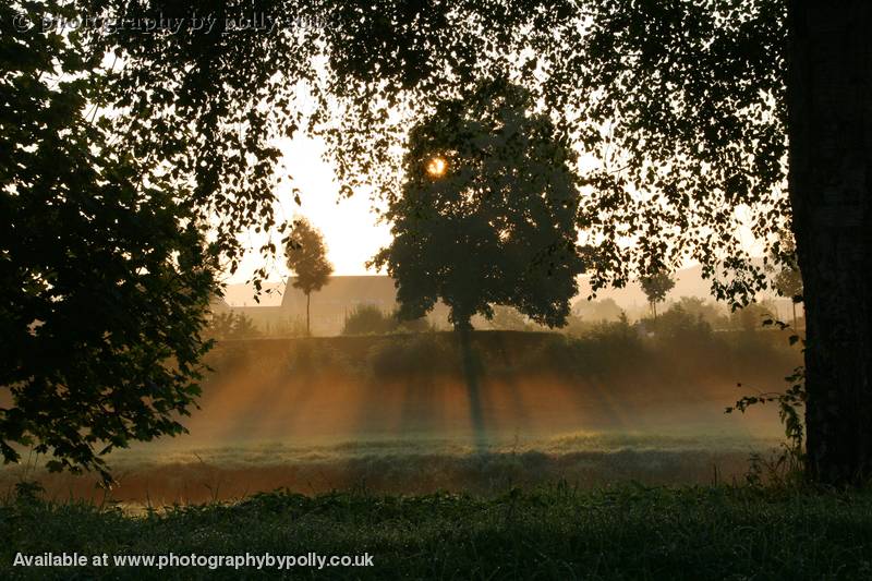 Morning Glory