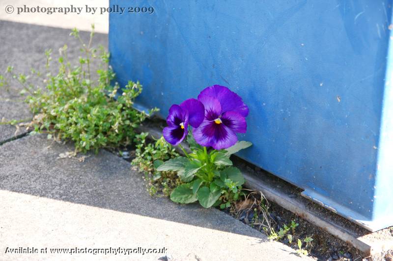 Pansy