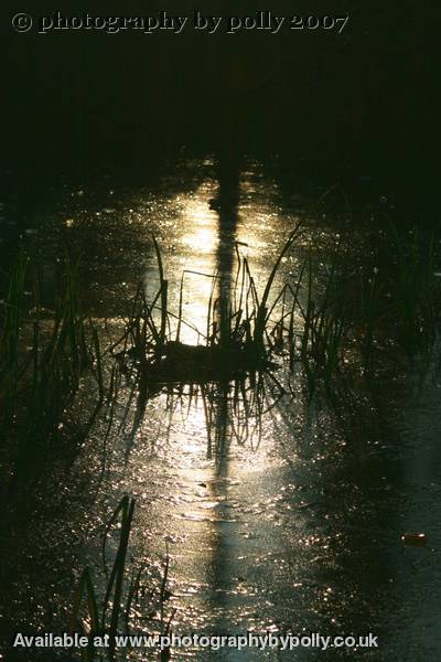 Reed Shadows