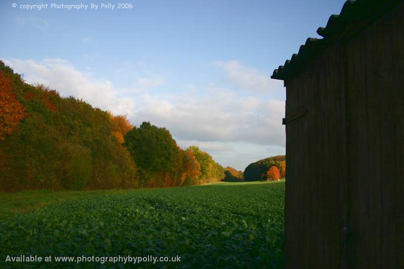 Russet Shadows