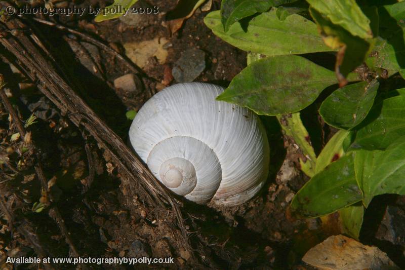 Shadow Snail