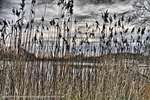 Evening Reeds