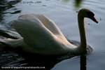 Shadow Swan