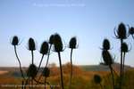 Thistle Shadow