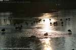 Waddling Silhouettes