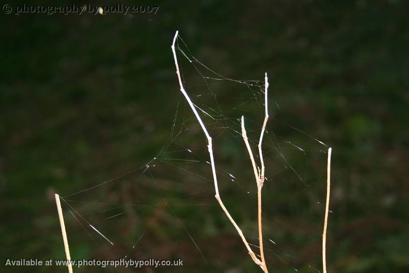 Tangled Sun