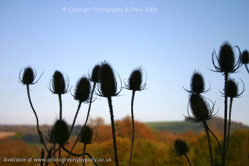 Thistle Shadow