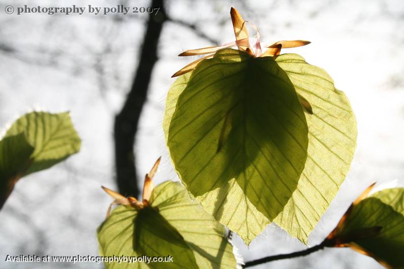 Tree Bows